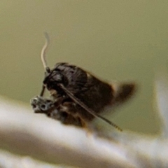 Leistomorpha brontoscopa at Russell, ACT - 22 Aug 2024