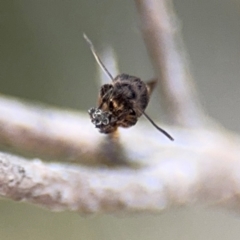 Leistomorpha brontoscopa at Russell, ACT - 22 Aug 2024