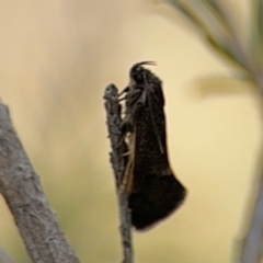 Leistomorpha brontoscopa at Russell, ACT - 22 Aug 2024