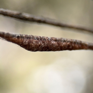 Austracantha minax at Russell, ACT - 22 Aug 2024