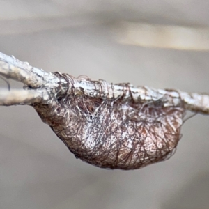 Austracantha minax at Russell, ACT - 22 Aug 2024