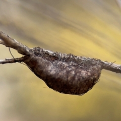 Austracantha minax at Russell, ACT - 22 Aug 2024