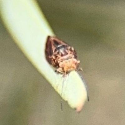 Psyllidae sp. (family) (Unidentified psyllid or lerp insect) at Barton, ACT - 22 Aug 2024 by Hejor1