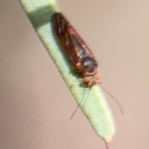 Psyllidae sp. (family) at Barton, ACT - 22 Aug 2024