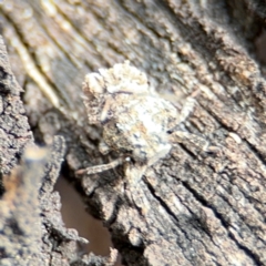 Platybrachys sp. (genus) (A gum hopper) at Russell, ACT - 22 Aug 2024 by Hejor1