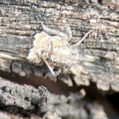 Platybrachys sp. (genus) at Russell, ACT - 22 Aug 2024