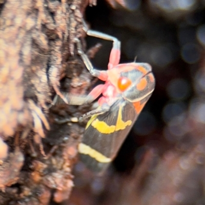 Eurymeloides pulchra (Gumtree hopper) at Russell, ACT - 22 Aug 2024 by Hejor1