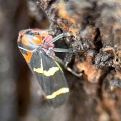 Eurymeloides pulchra at Russell, ACT - 22 Aug 2024