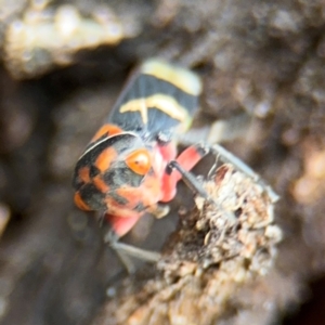 Eurymeloides pulchra at Russell, ACT - 22 Aug 2024