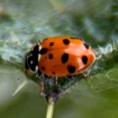 Hippodamia variegata (Spotted Amber Ladybird) at Russell, ACT - 22 Aug 2024 by Hejor1