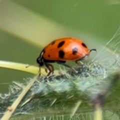 Hippodamia variegata at Russell, ACT - 22 Aug 2024