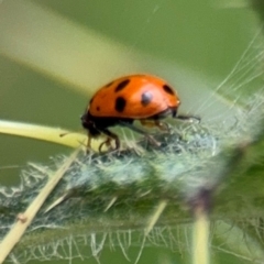 Hippodamia variegata at Russell, ACT - 22 Aug 2024