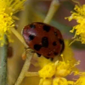 Hippodamia variegata at Russell, ACT - 22 Aug 2024 12:42 PM