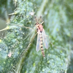 Chironomidae (family) (Non-biting Midge) at Russell, ACT - 22 Aug 2024 by Hejor1