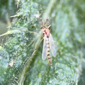 Chironomidae (family) at Russell, ACT - 22 Aug 2024