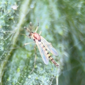 Chironomidae (family) at Russell, ACT - 22 Aug 2024