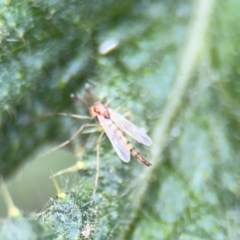 Chironomidae (family) at Russell, ACT - 22 Aug 2024