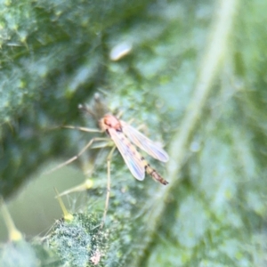 Chironomidae (family) at Russell, ACT - 22 Aug 2024