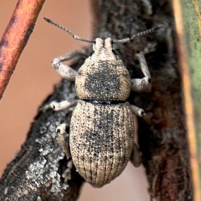 Polyphrades paganus (A weevil) at Russell, ACT - 22 Aug 2024 by Hejor1