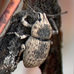 Polyphrades paganus at Russell, ACT - 22 Aug 2024 02:35 PM