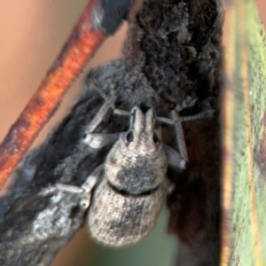 Polyphrades paganus at Russell, ACT - 22 Aug 2024