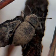 Polyphrades paganus at Russell, ACT - 22 Aug 2024