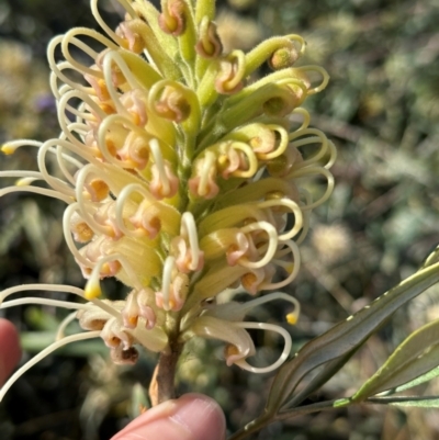 Grevillea banksii (Banks' grevillea) at Seventeen Seventy, QLD - 22 Aug 2024 by lbradley