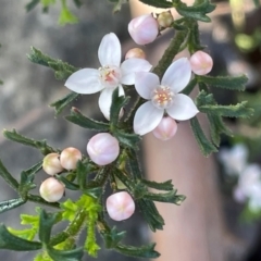 Boronia anemonifolia at Tianjara, NSW - 21 Aug 2024 by JaneR