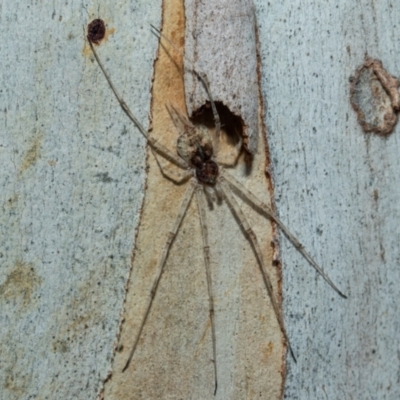 Tamopsis eucalypti (A two-tailed spider) at Higgins, ACT - 21 Aug 2024 by AlisonMilton