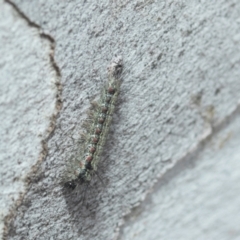 Anestia (genus) (A tiger moth) at Higgins, ACT - 20 Aug 2024 by AlisonMilton