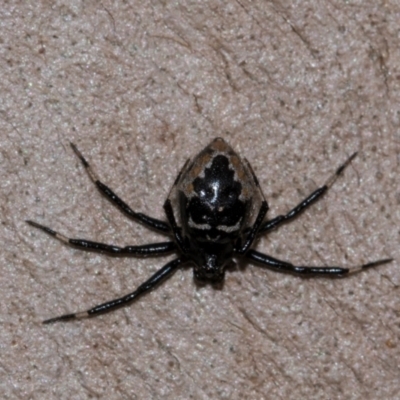 Euryopis splendens (Splendid tick spider) at Holt, ACT - 22 Aug 2024 by AlisonMilton