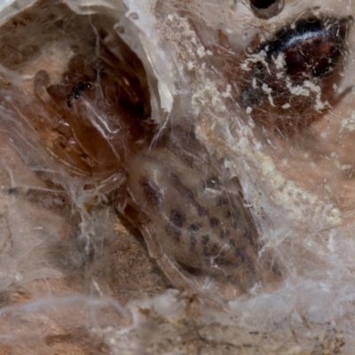 Clubiona sp. (genus) (Unidentified Stout Sac Spider) at Holt, ACT - 22 Aug 2024 by AlisonMilton