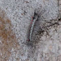 Anestia (genus) (A tiger moth) at Holt, ACT - 22 Aug 2024 by AlisonMilton