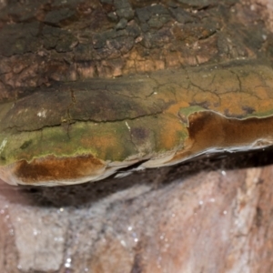 Phellinus sp. (non-resupinate) at Holt, ACT - 22 Aug 2024