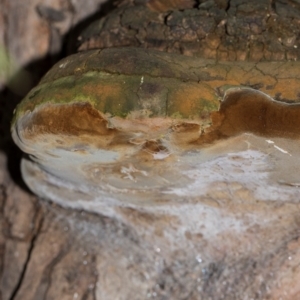 Phellinus sp. (non-resupinate) at Holt, ACT - 22 Aug 2024