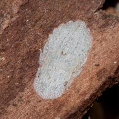 Ledromorpha planirostris (A leafhopper) at Higgins, ACT - 22 Aug 2024 by AlisonMilton