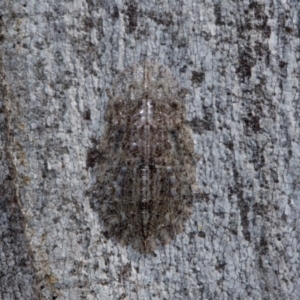 Stenocotis sp. (genus) at Holt, ACT - 22 Aug 2024