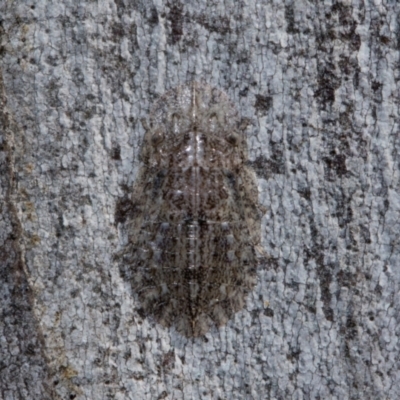 Stenocotis sp. (genus) (A Leafhopper) at Holt, ACT - 22 Aug 2024 by AlisonMilton