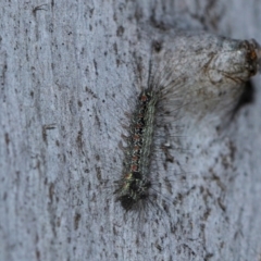 Anestia (genus) (A tiger moth) at Holt, ACT - 22 Aug 2024 by AlisonMilton