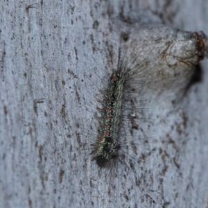 Anestia (genus) at Holt, ACT - 22 Aug 2024