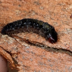 Oenosandra boisduvalii (Boisduval's Autumn Moth) at Holt, ACT - 22 Aug 2024 by AlisonMilton