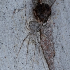 Tamopsis eucalypti (A two-tailed spider) at Holt, ACT - 22 Aug 2024 by AlisonMilton