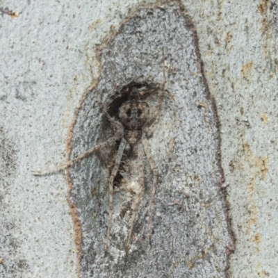 Tamopsis eucalypti (A two-tailed spider) at Higgins, ACT - 21 Aug 2024 by AlisonMilton