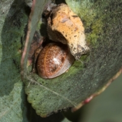 Paropsisterna m-fuscum (Eucalyptus Leaf Beetle) at Higgins, ACT - 21 Aug 2024 by AlisonMilton