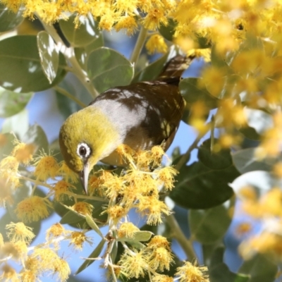 Zosterops lateralis (Silvereye) at Higgins, ACT - 20 Aug 2024 by AlisonMilton