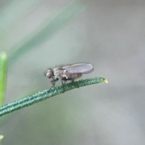 Muscoidea (super family) at Campbell, ACT - 22 Aug 2024