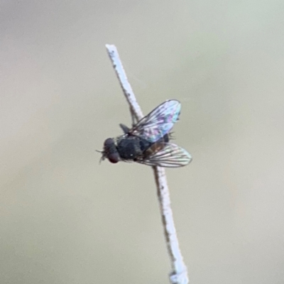 Muscidae (family) (Unidentified muscid fly) at Campbell, ACT - 22 Aug 2024 by Hejor1