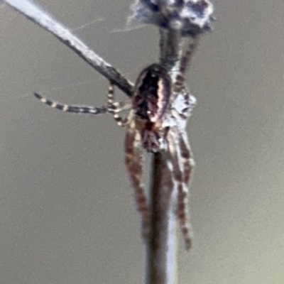 Plebs eburnus (Eastern bush orb-weaver) at Campbell, ACT - 22 Aug 2024 by Hejor1