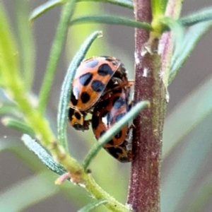 Harmonia conformis at Campbell, ACT - 22 Aug 2024