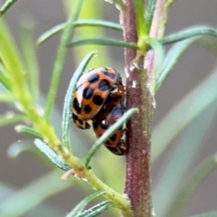 Harmonia conformis at Campbell, ACT - 22 Aug 2024 05:13 PM